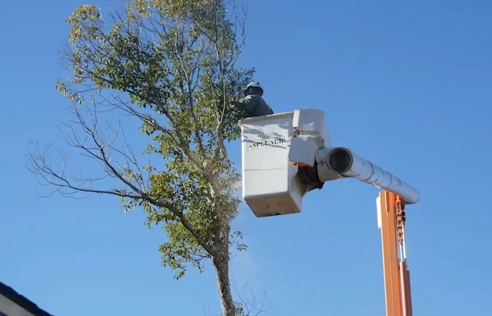 Bucket truck lifting an arborist into a tree canopy against a blue sky