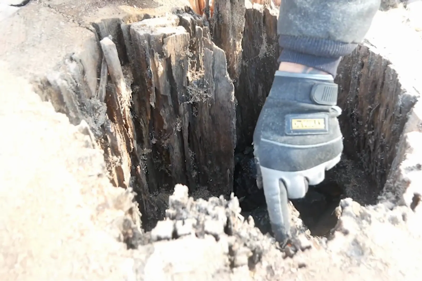 Gloved hand probing internal decay in a hollow stump