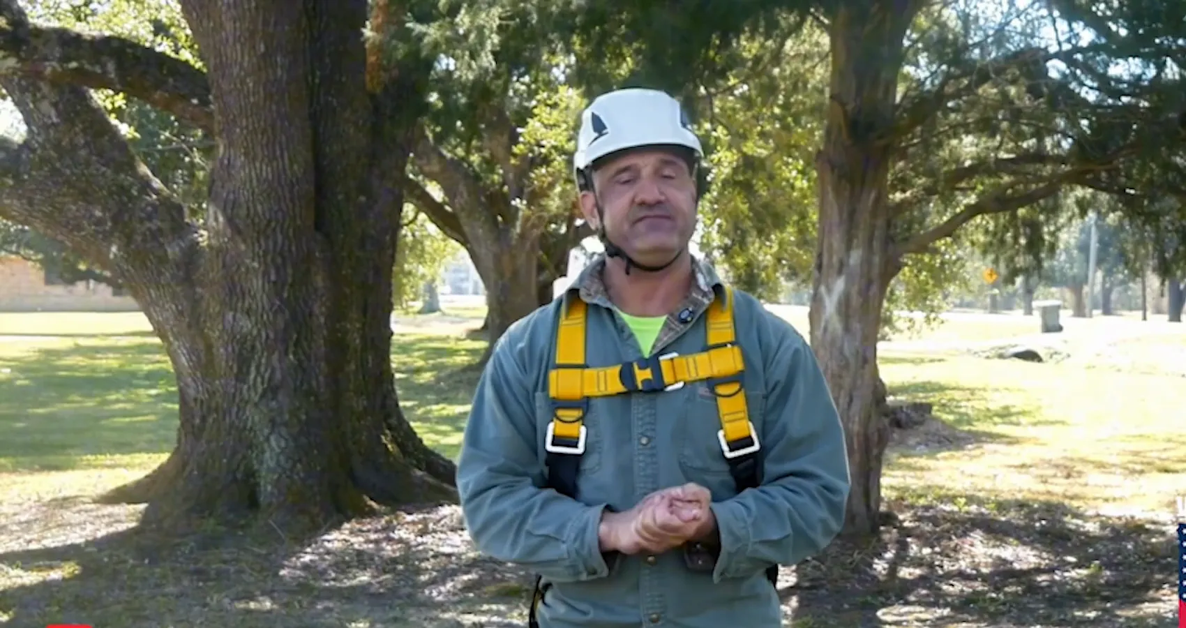 Arborist beneath mature live oaks