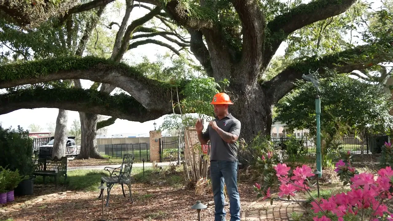 The spreading canopy of a mature live oak in Houma, Louisiana
