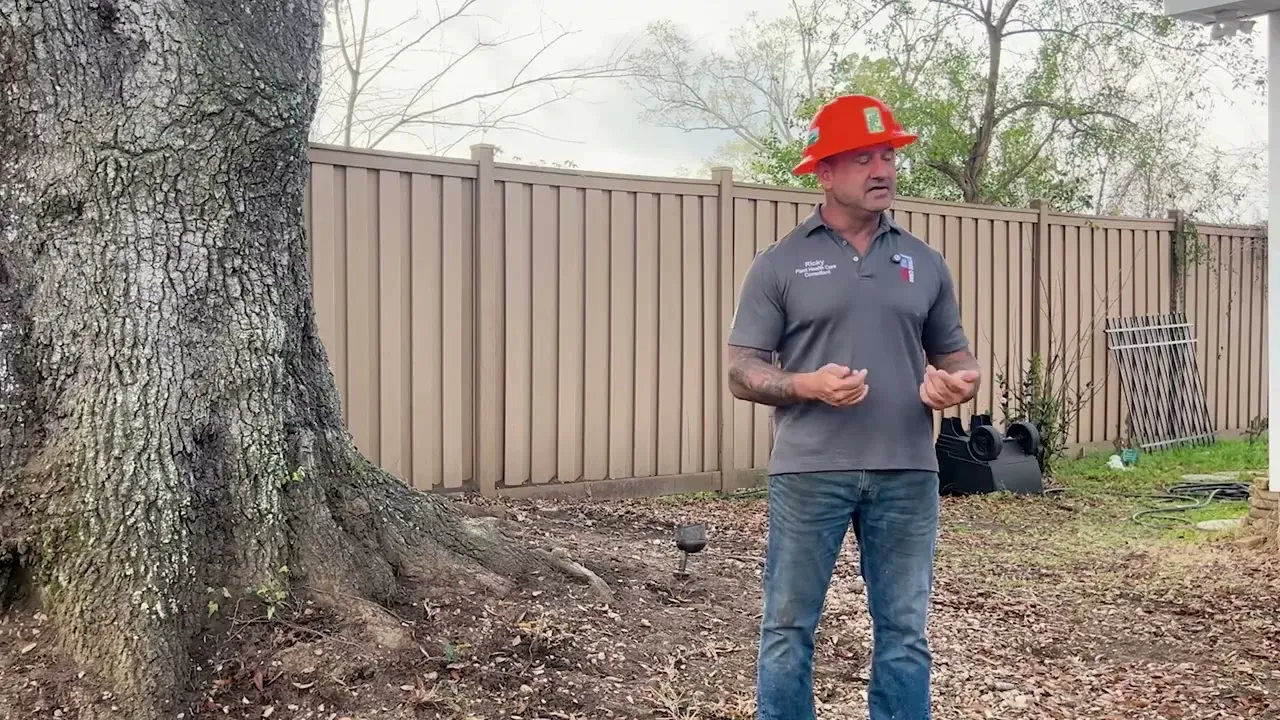 Arborist explaining a live oak root flare