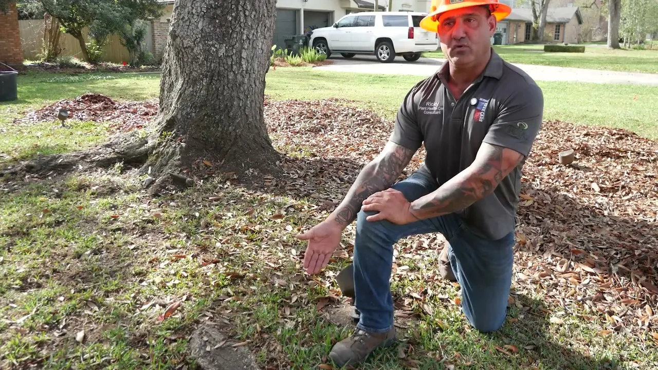 Arborist kneeling in fresh wood chips spread across the root zone of a live oak