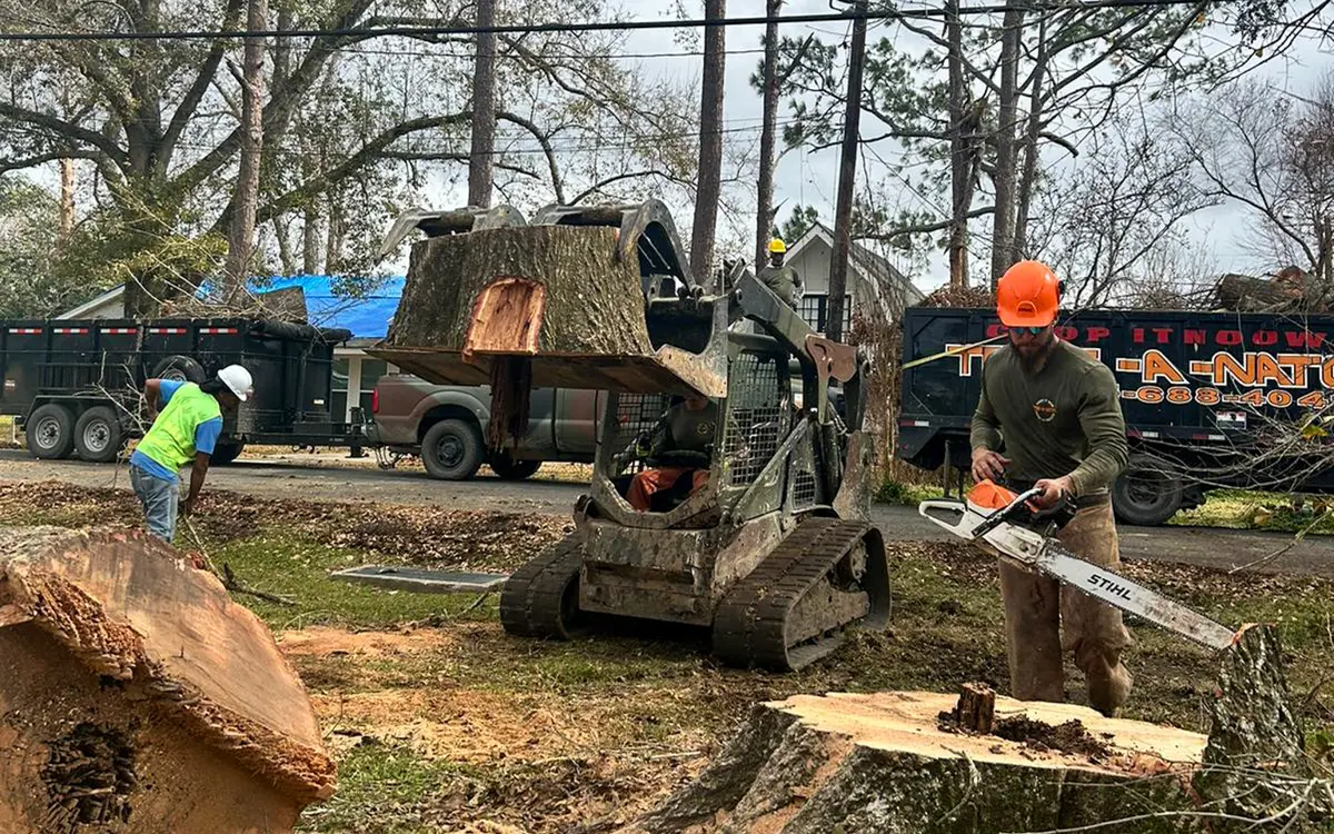 Veteran Tree Care crew removing a large tree with a skid steer