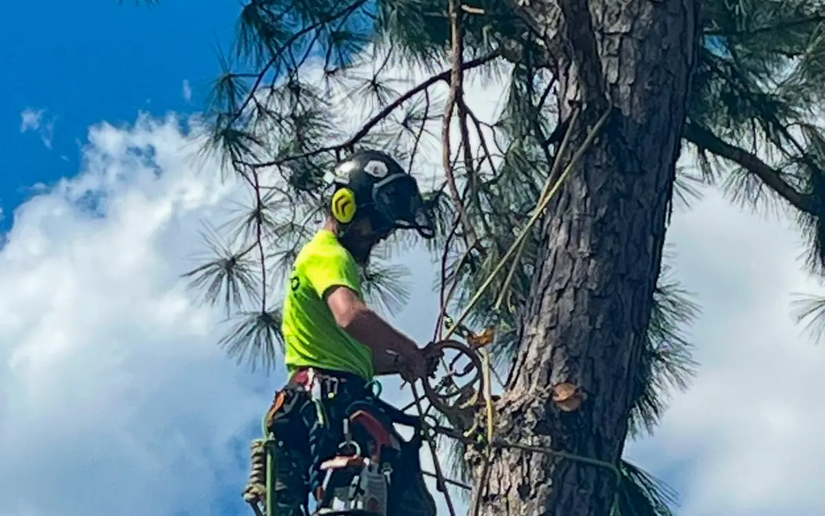 Veteran Tree Care climber ascending a tall pine