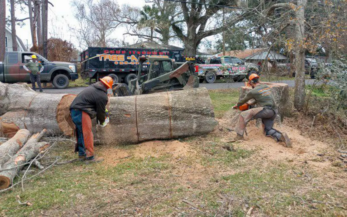 Veteran Tree Care crew sectioning a large oak trunk